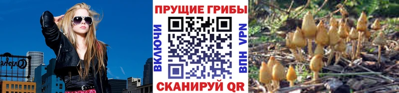 Купить  Калининск  Галлюциногенные грибы Psilocybe 